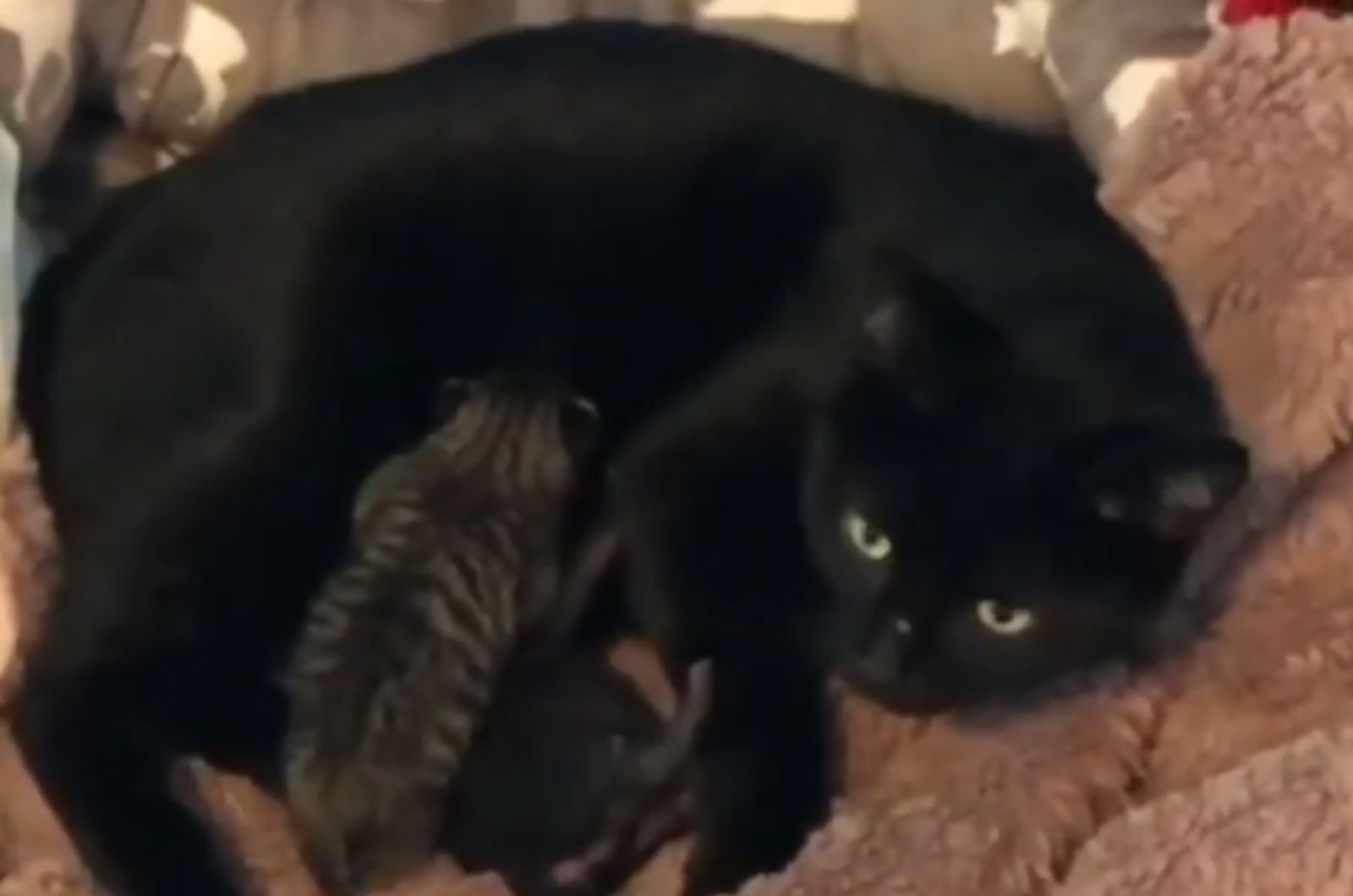 black mother cat and kittens