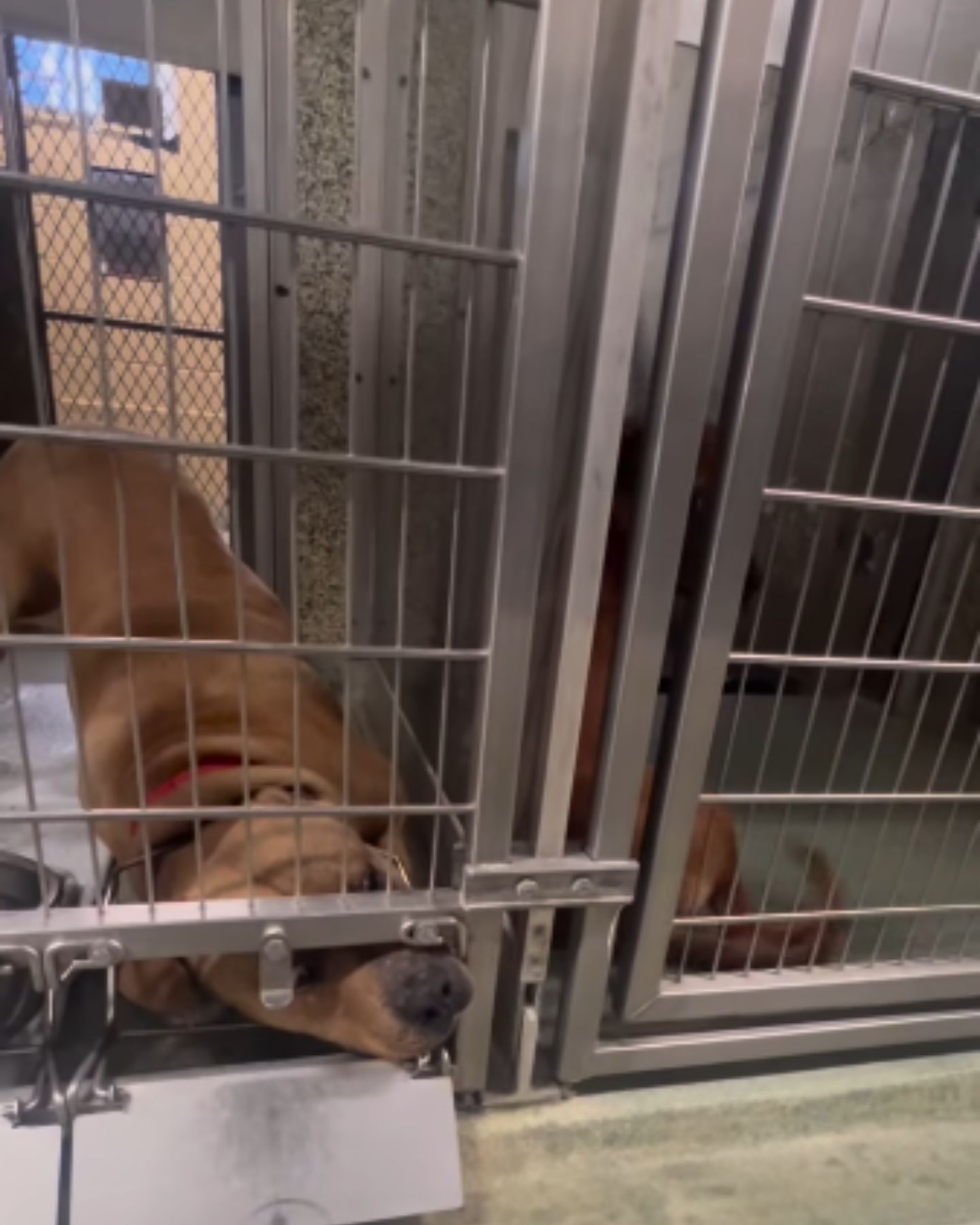 brown dog in shelter