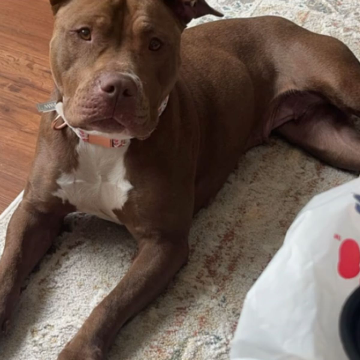 brown dog laying down