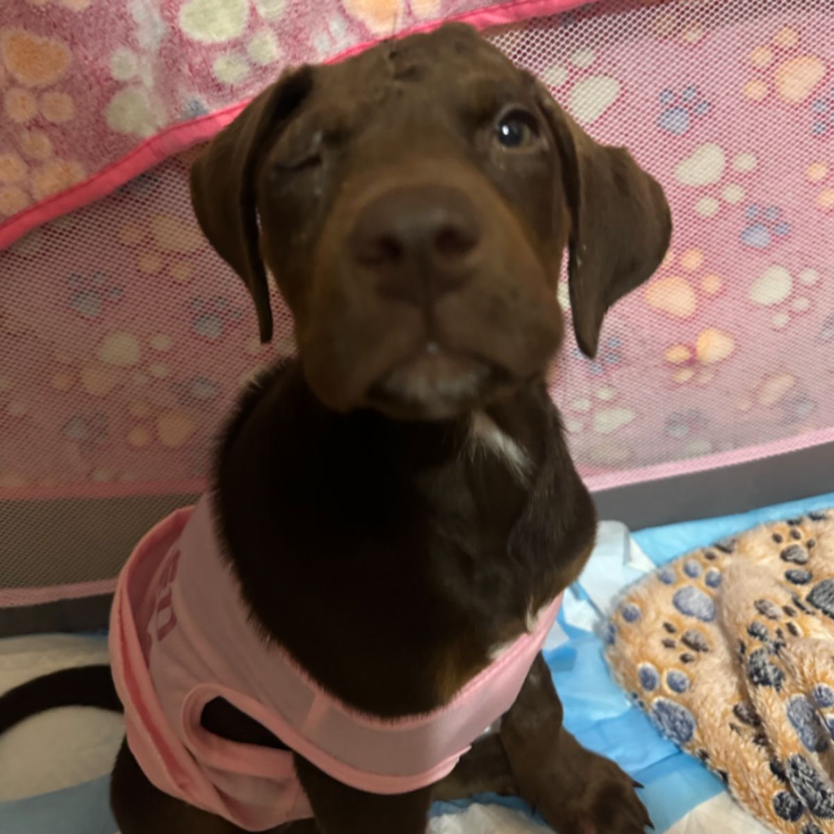 brown dog with injury