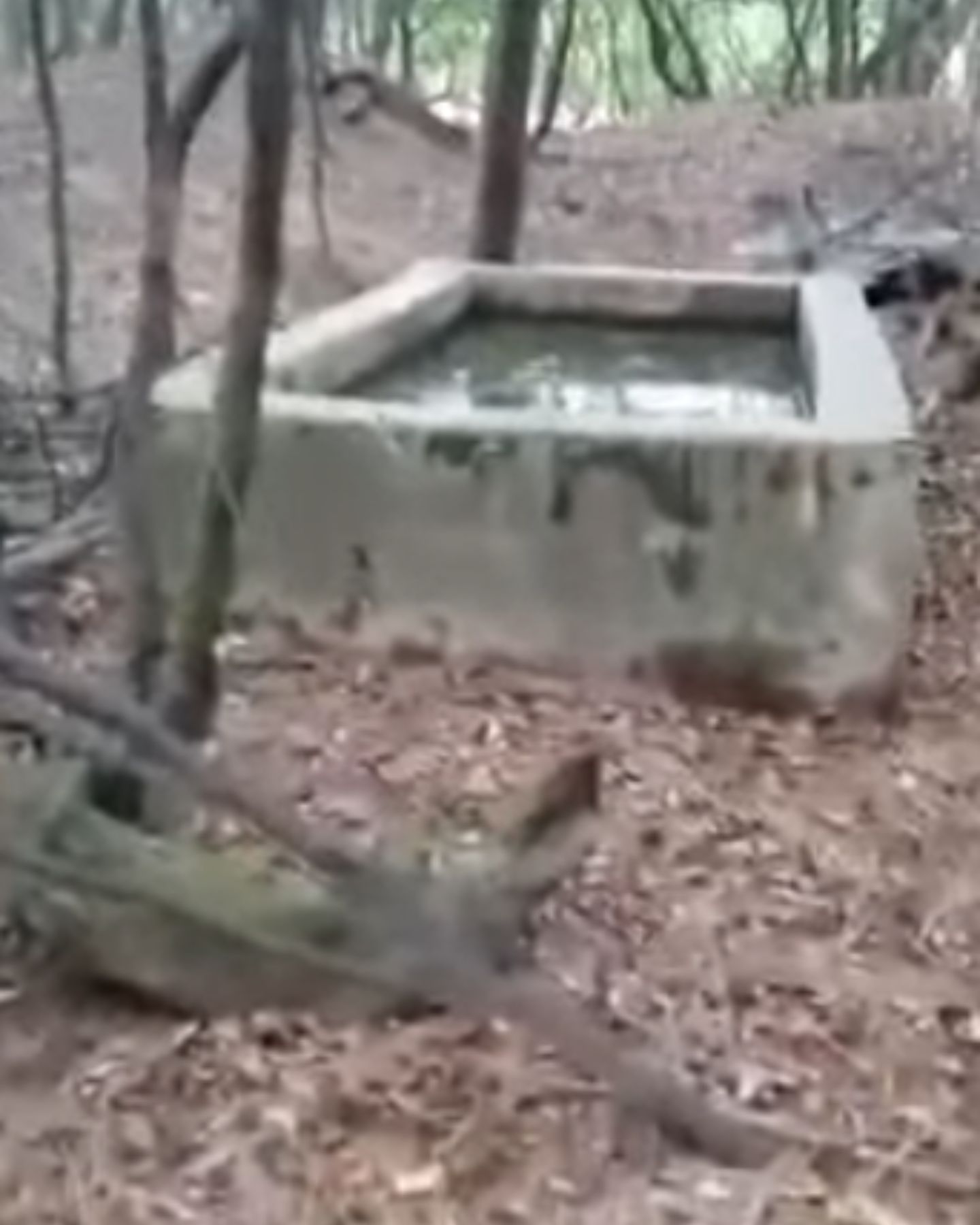 building in forest