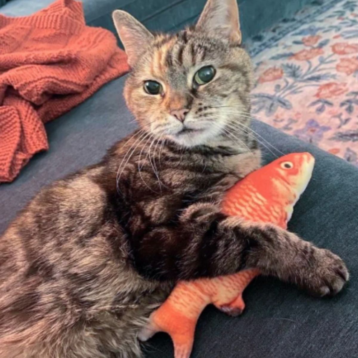 cat and fish toy