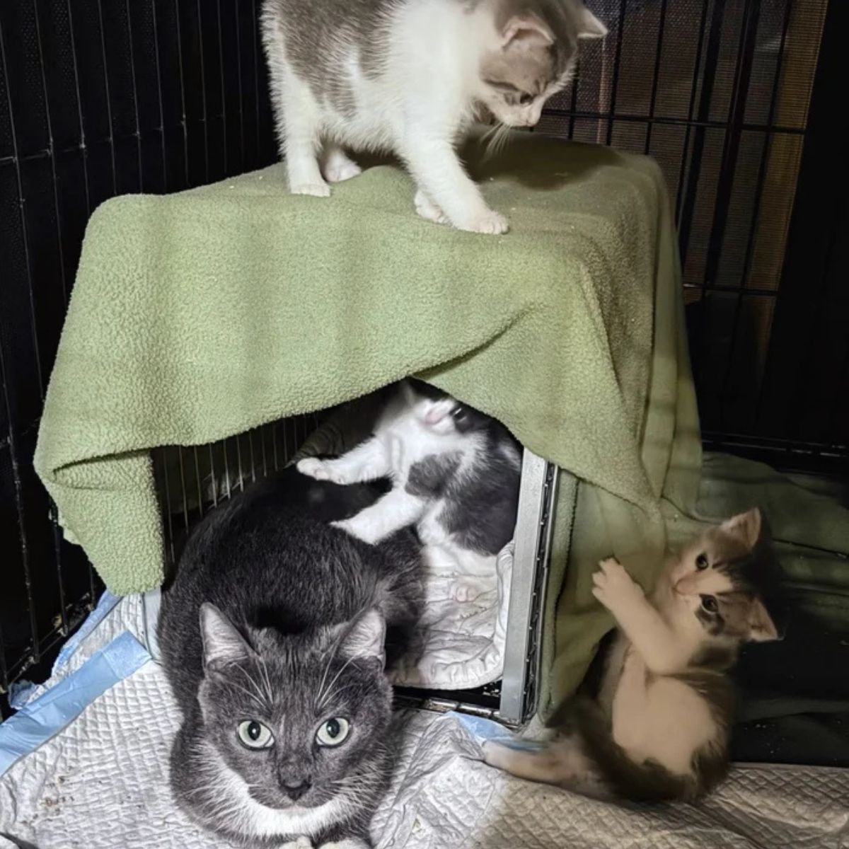 cat and tiny kittens