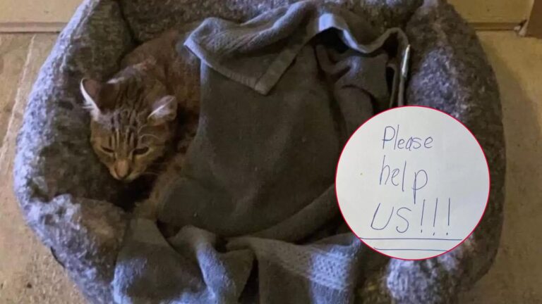 Cat Found Outside A Texas Complex With A Strange Note, But The Real Surprise Was Under A Towel