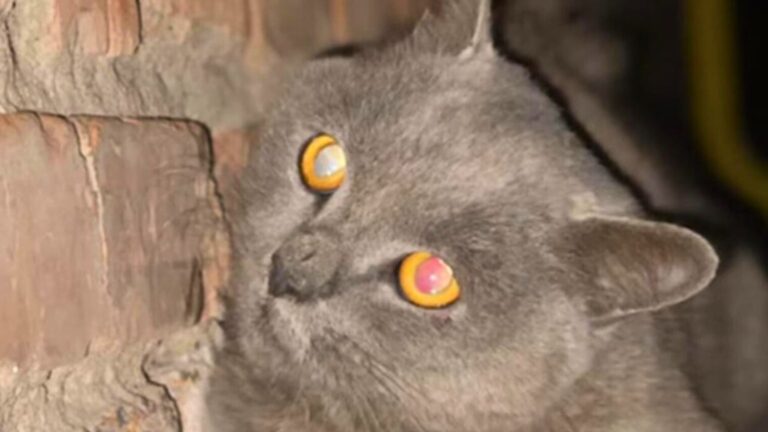 Terrified Cat Cornered By A Group Of Dogs Fights For Her Life Until Someone Intervenes