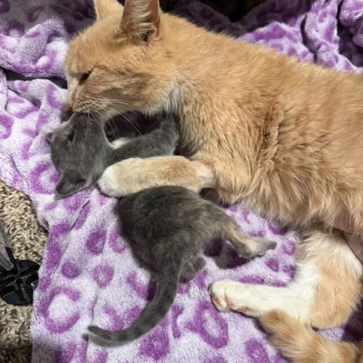 cat kissing a kitten