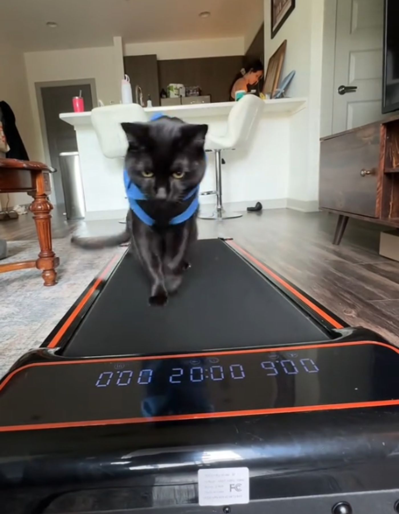 cat on a treadmill