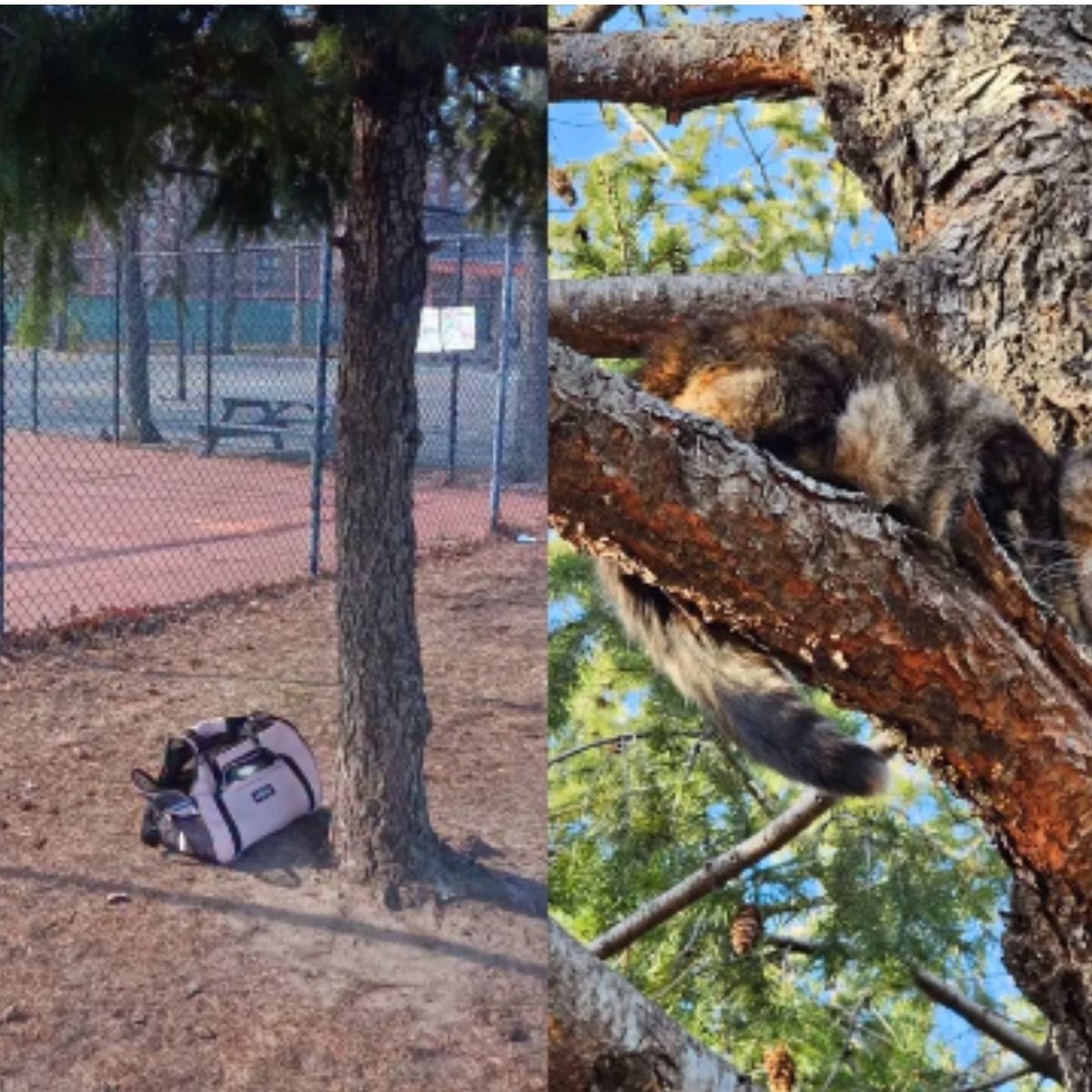 cat on tree