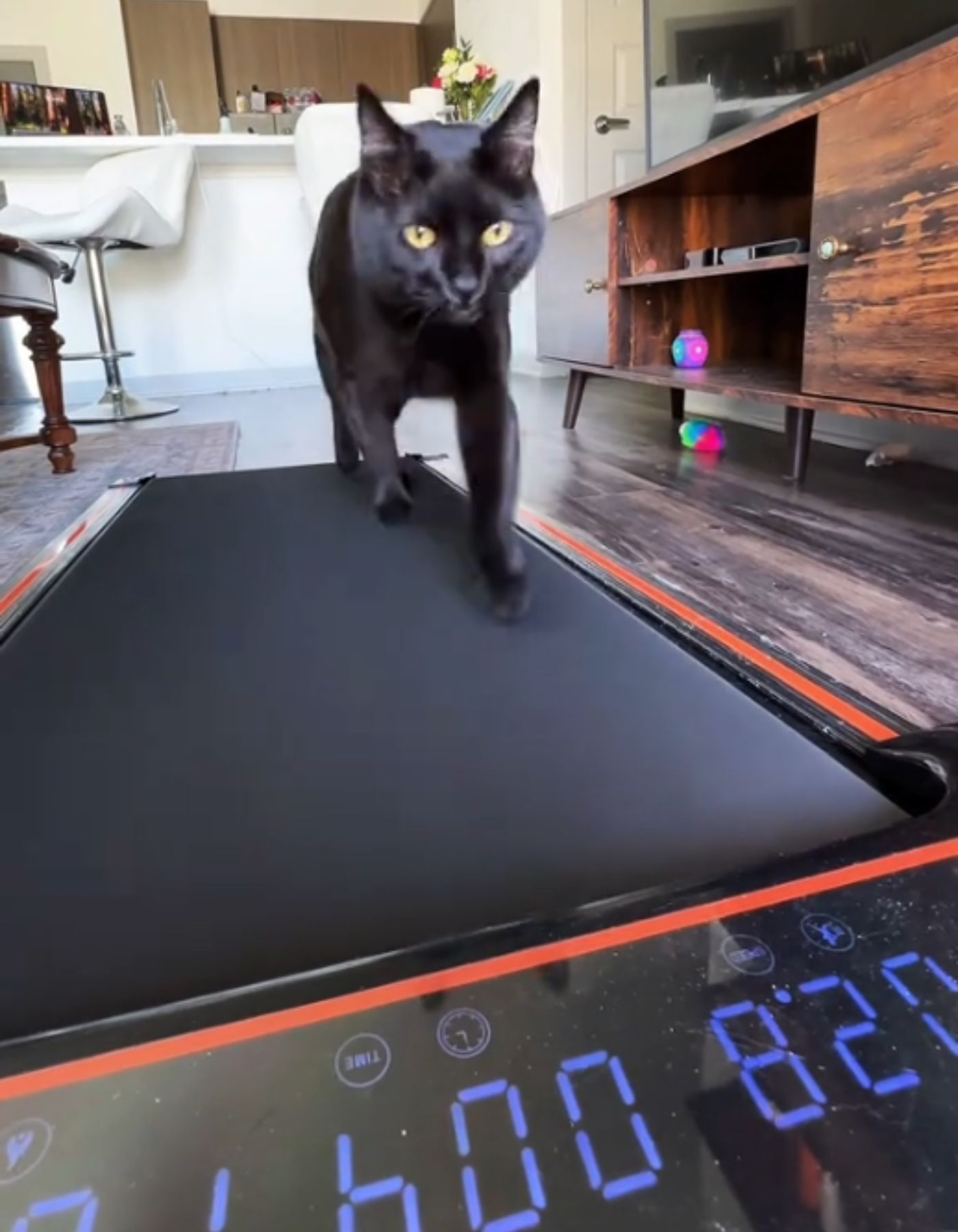 cat running on a treadmill