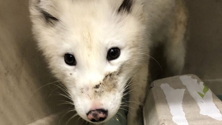 Mysterious ‘Arctic’ Animal Spotted Near Railroad Tracks In Oregon Leaves Couple In Disbelief