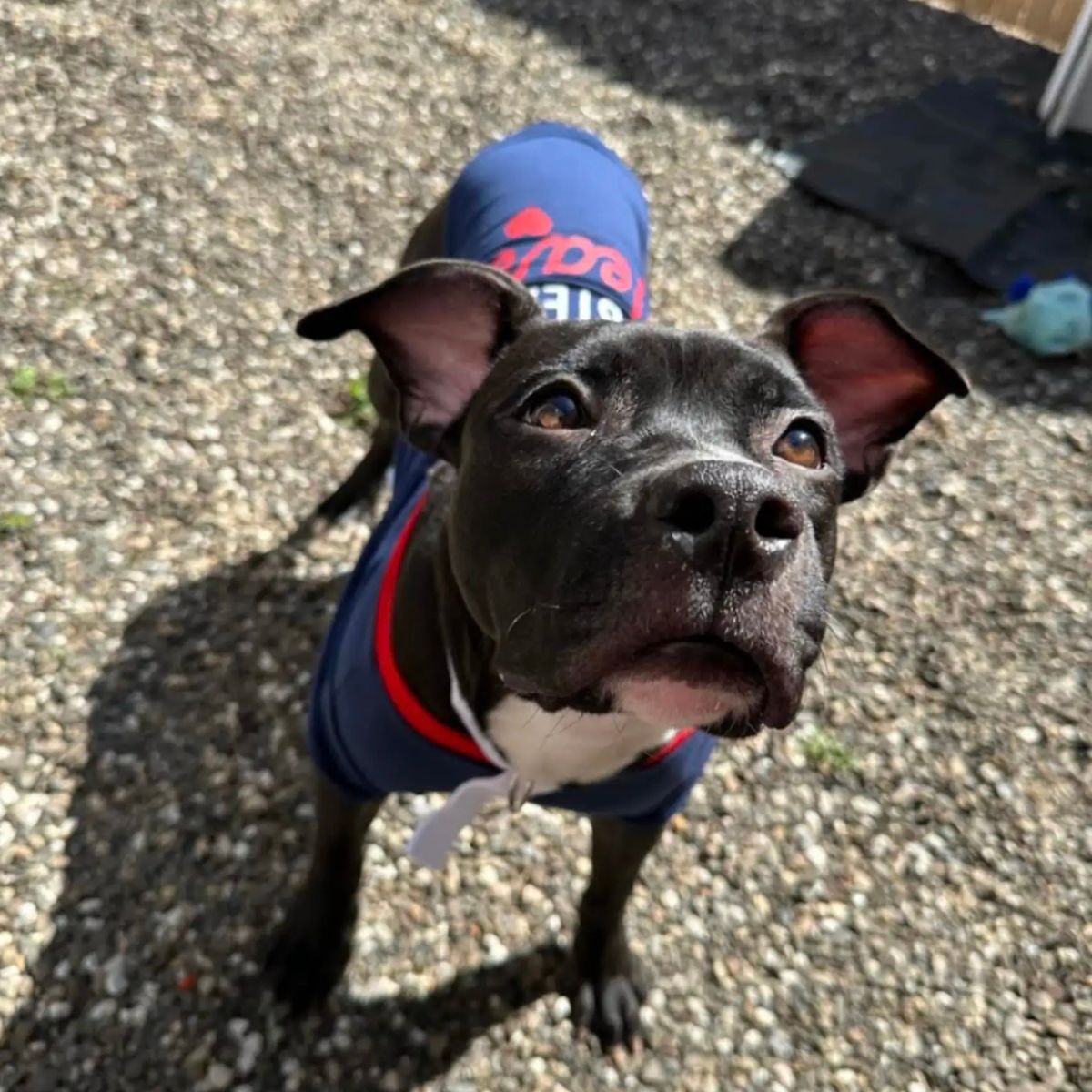 cute black dog