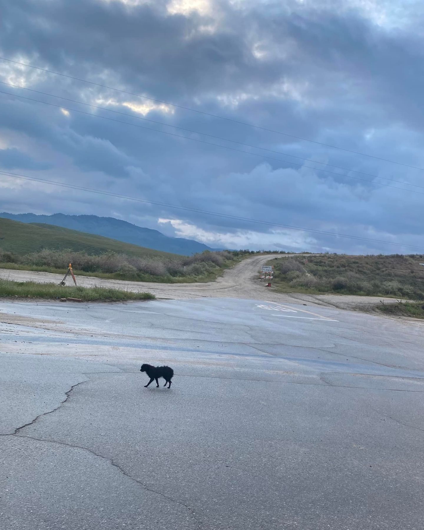 cute black dog on street