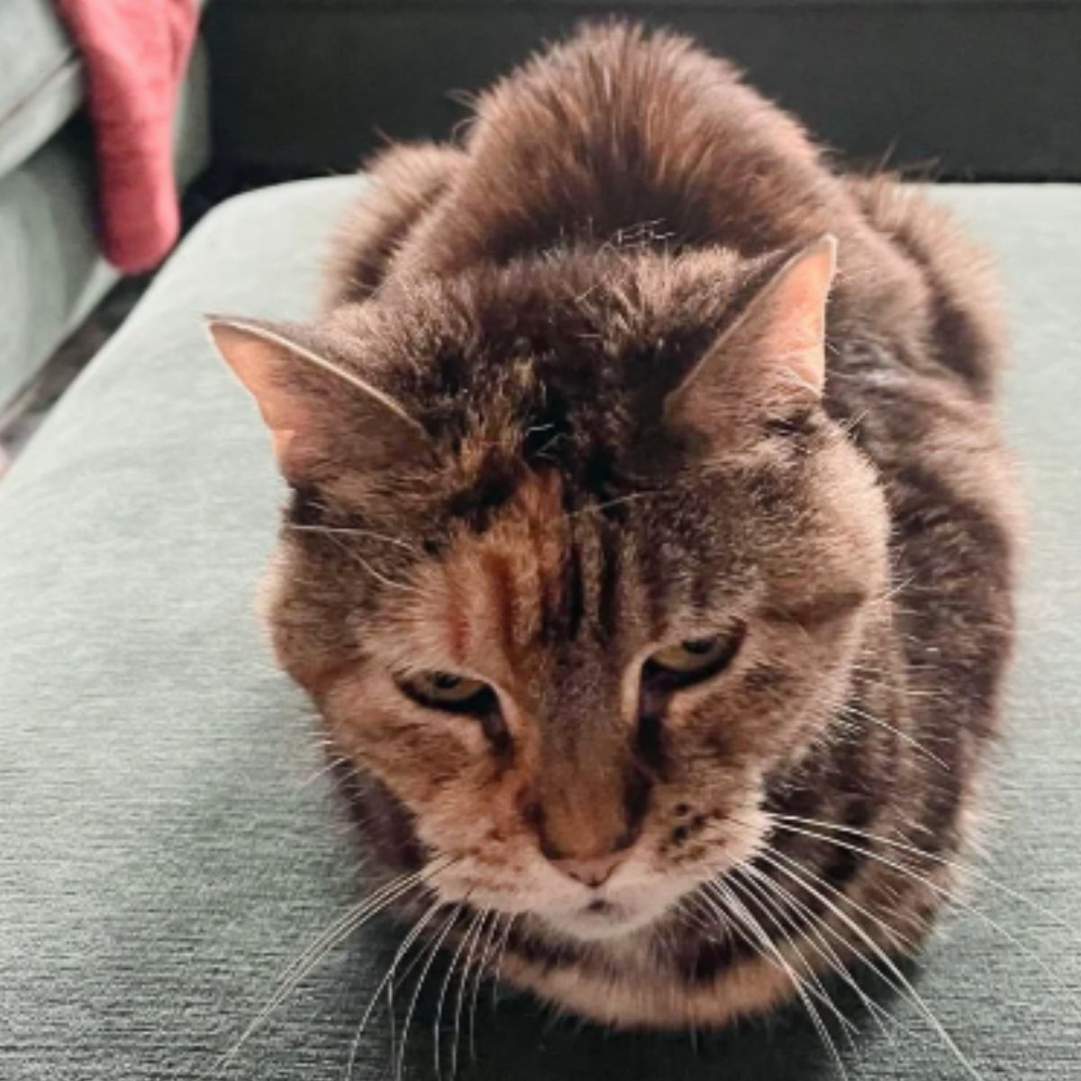 cute cat laying down