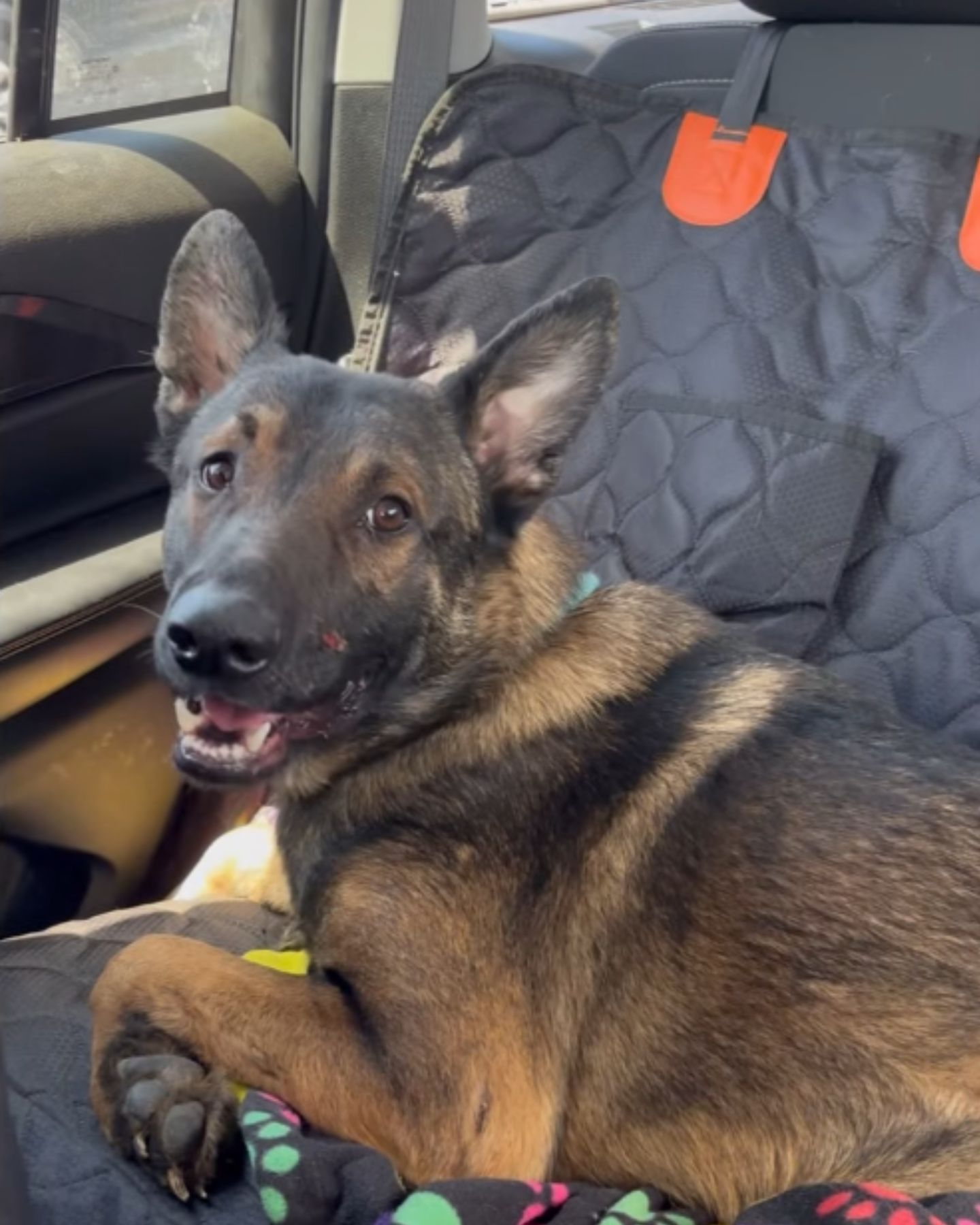 cute dog laying in car