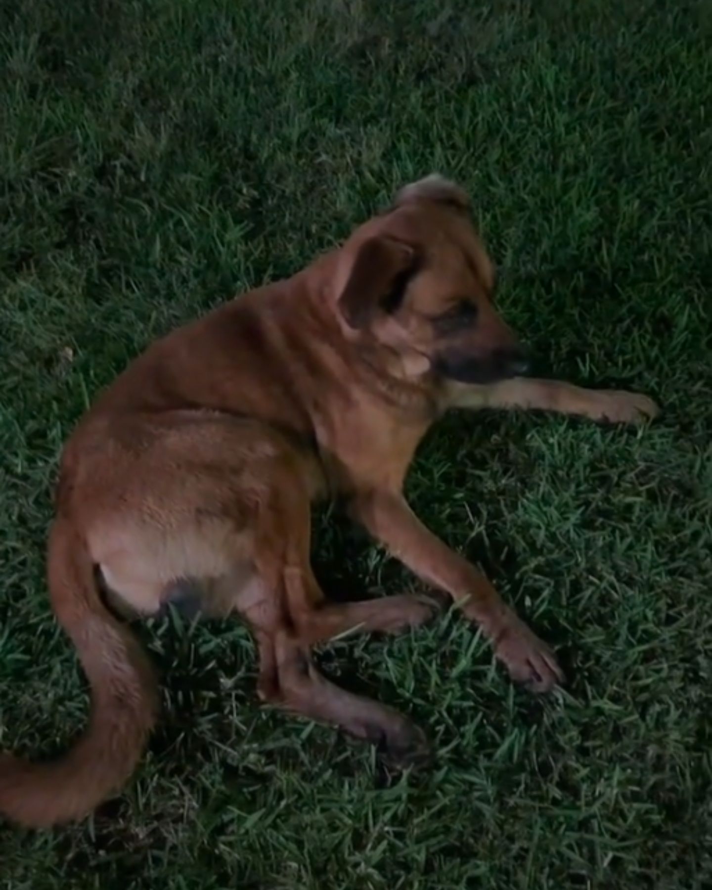 cute dog laying
