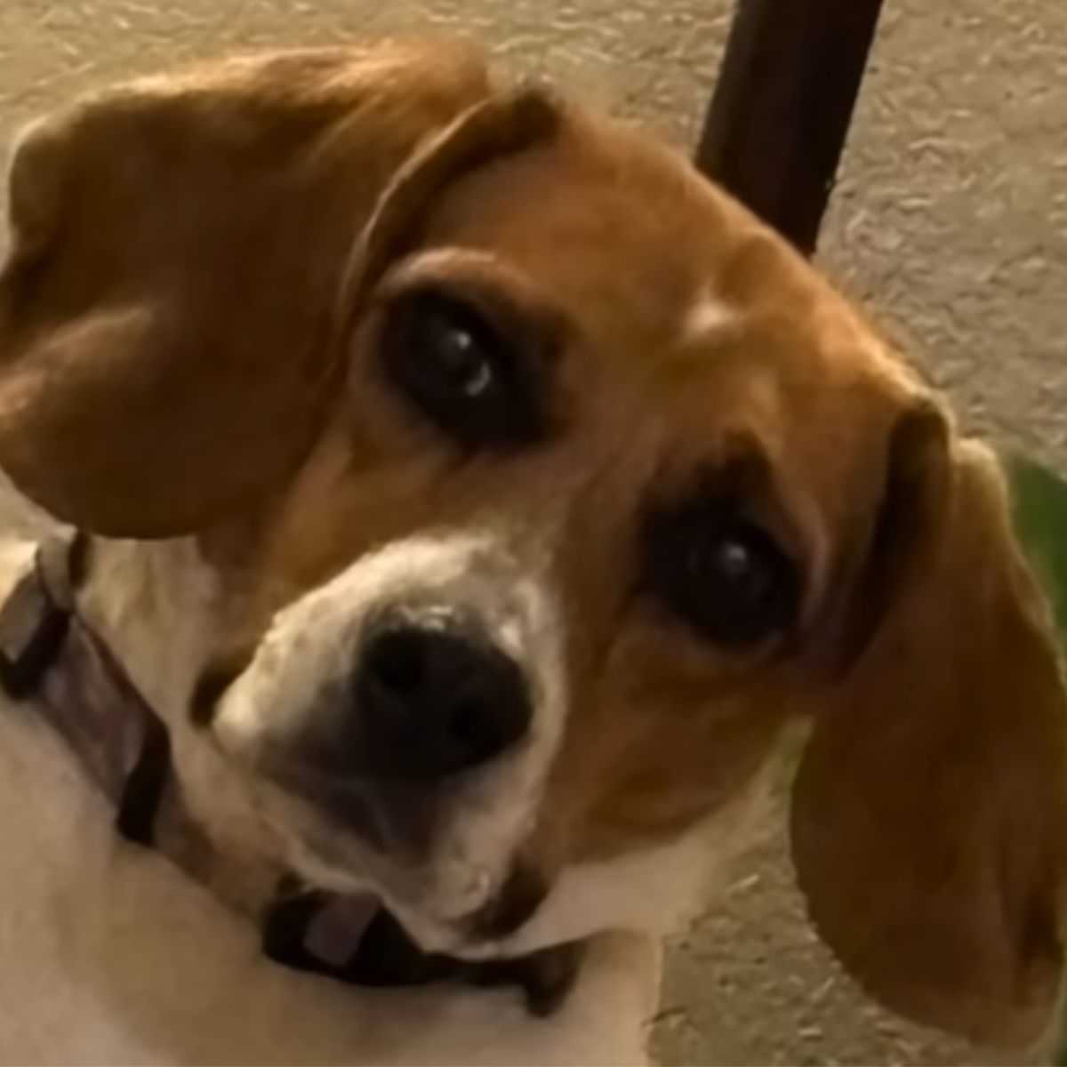 cute dog