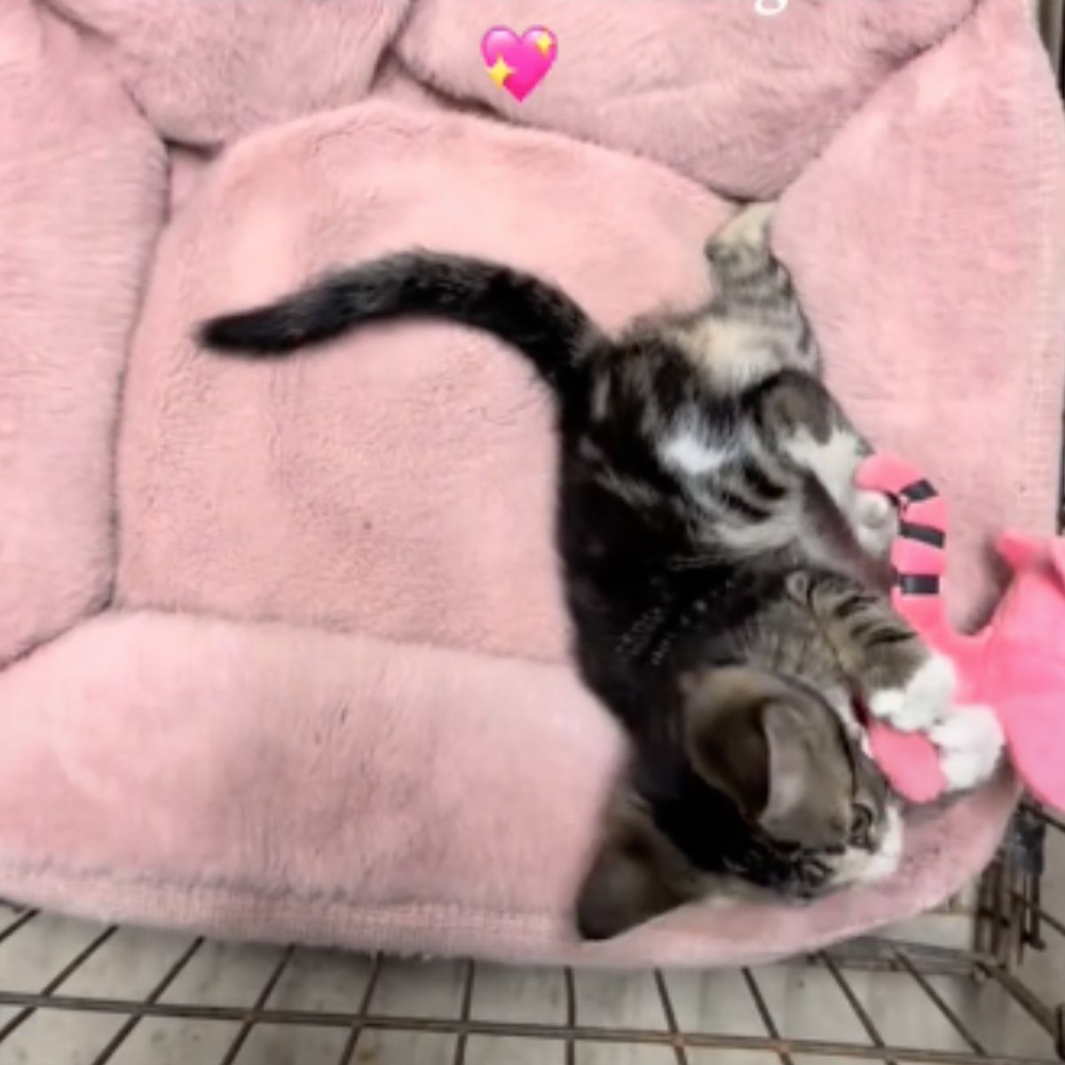 cute domestic kitten