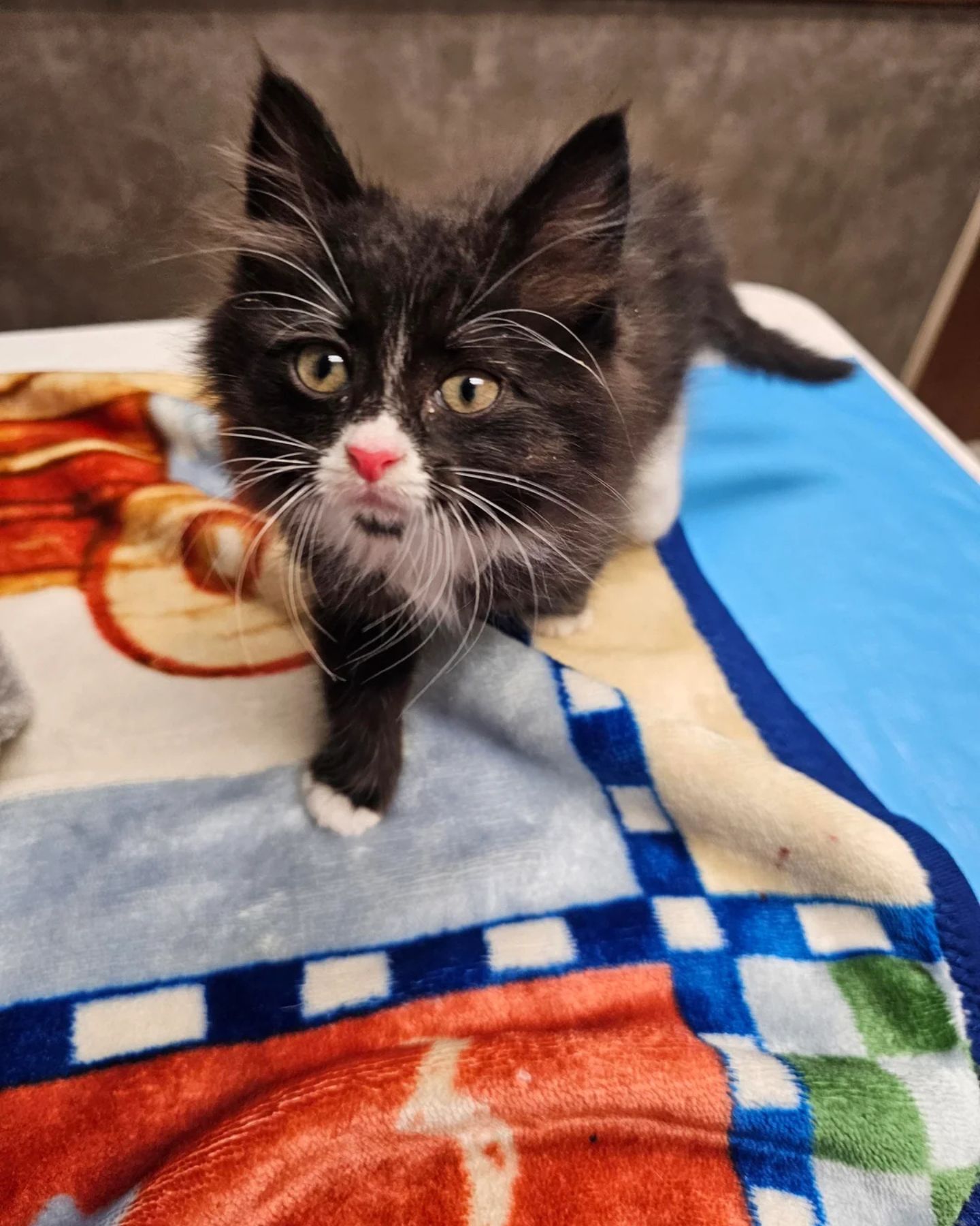 cute kitten