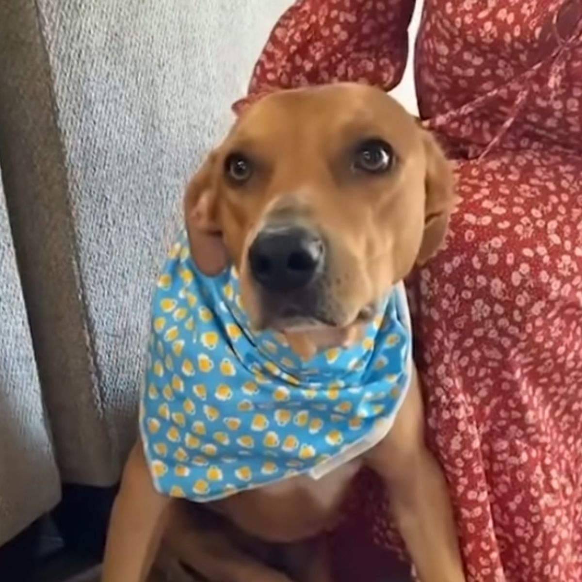 cute paralyzed dog