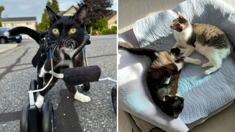 Disabled Cat Is So Happy To Make His First Friend After Escaping Euthanasia In Minneapolis