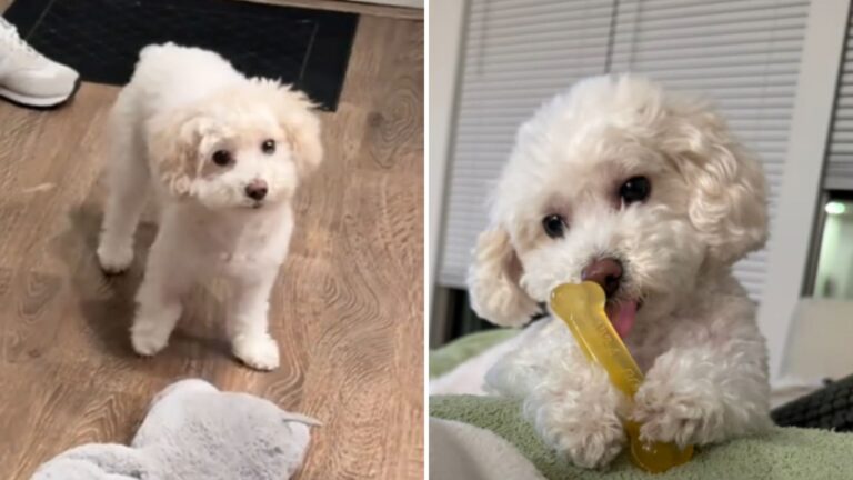 Massachusetts Dog Shocks Owner With Sudden Limp, Then Pulls Off A Hilarious Surprise At The Vet