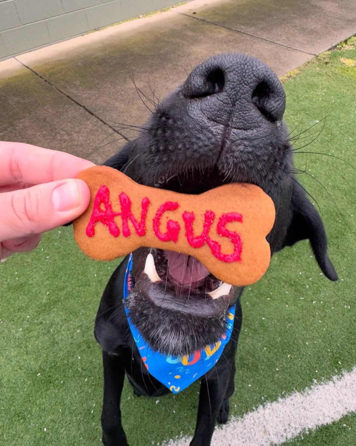 dog and his toy