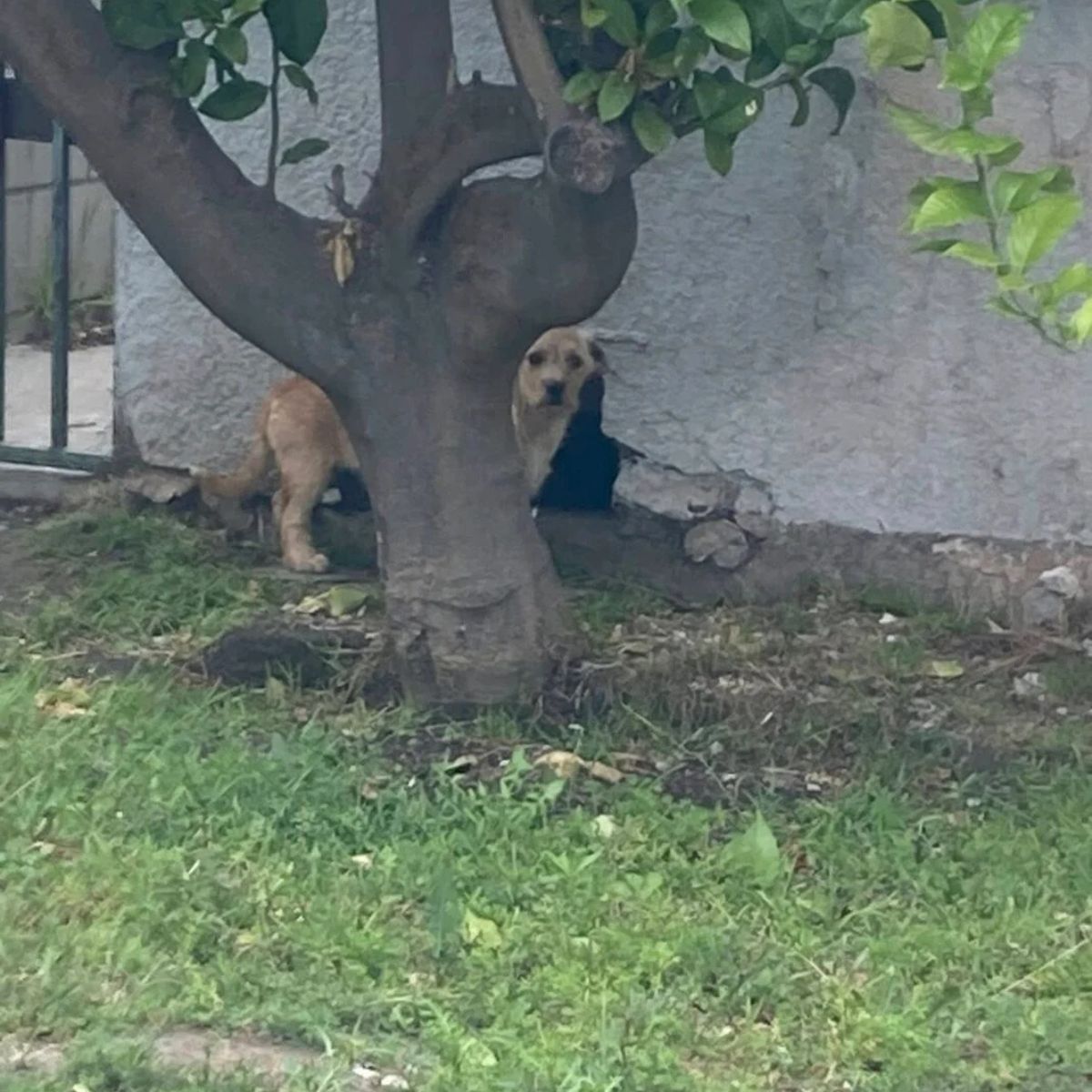 dog behind tree
