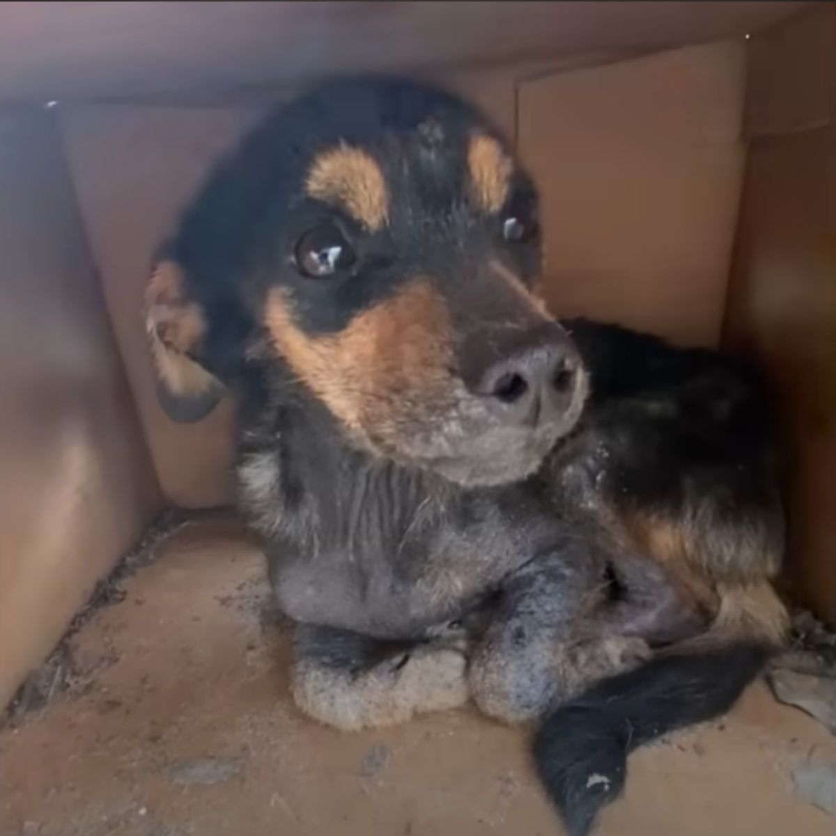 dog in cardboard box