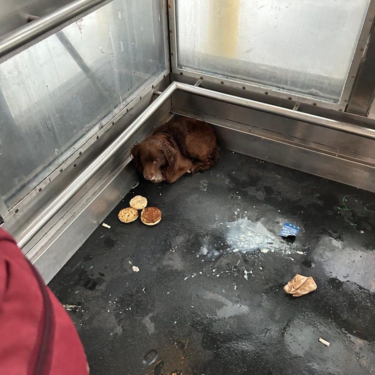 dog in elevator