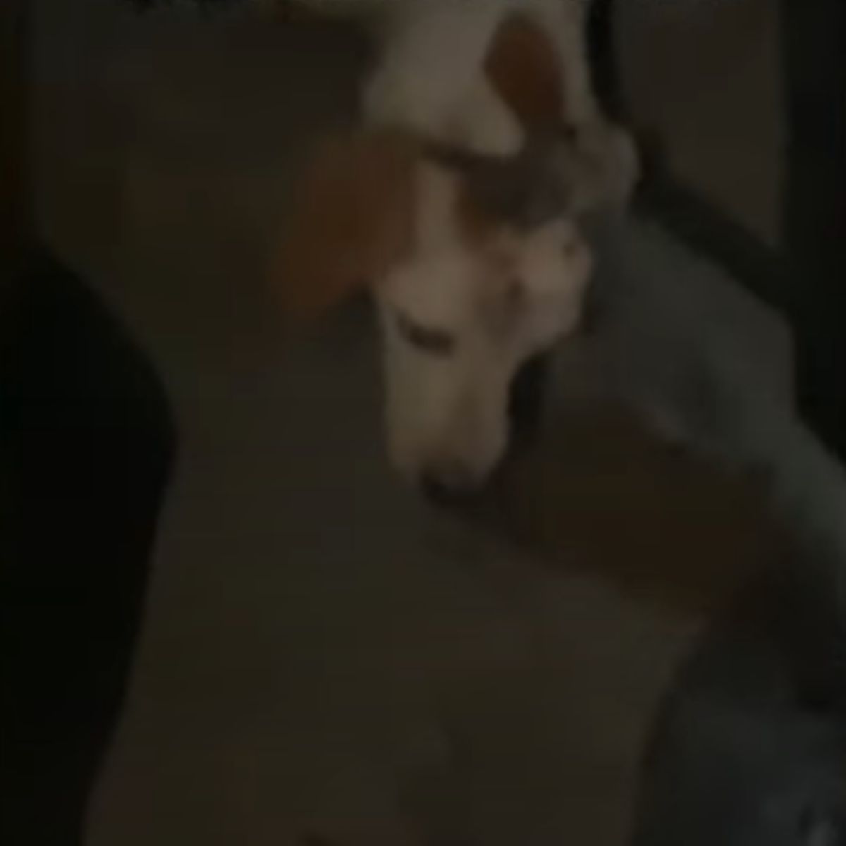 dog jumping out of wall