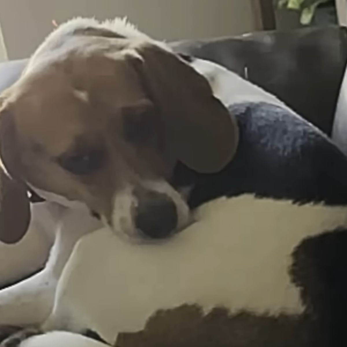 dog laying on couch