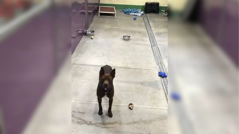 Pittie Left Alone At Missouri Shelter Not Knowing What He Did Wrong