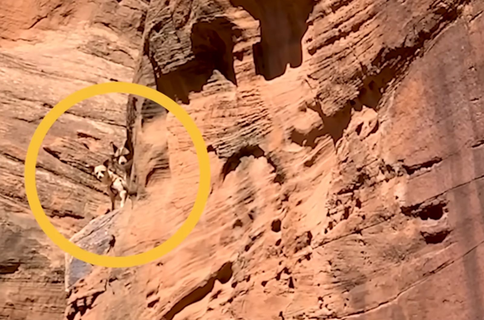 dog on cliff