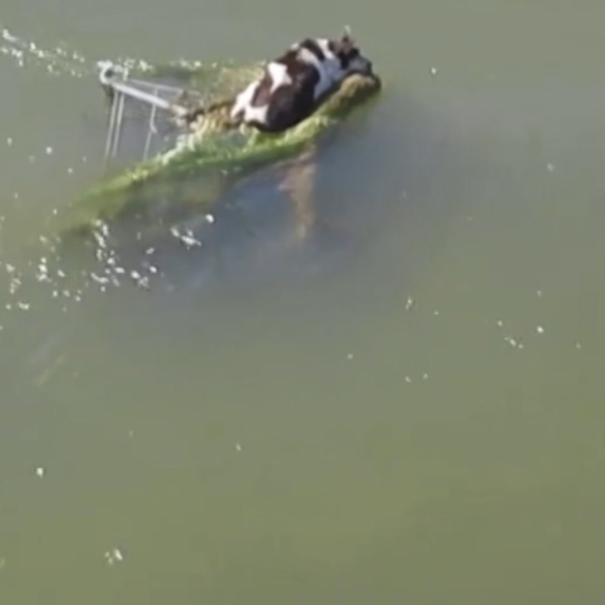 dog on shopping cart