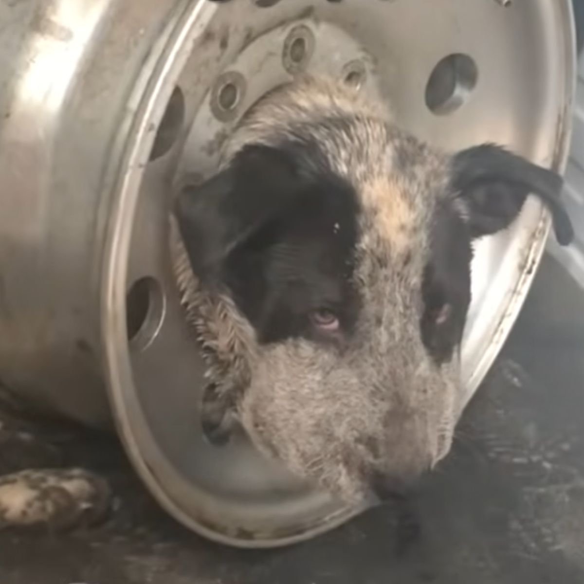 dog stuck in rim
