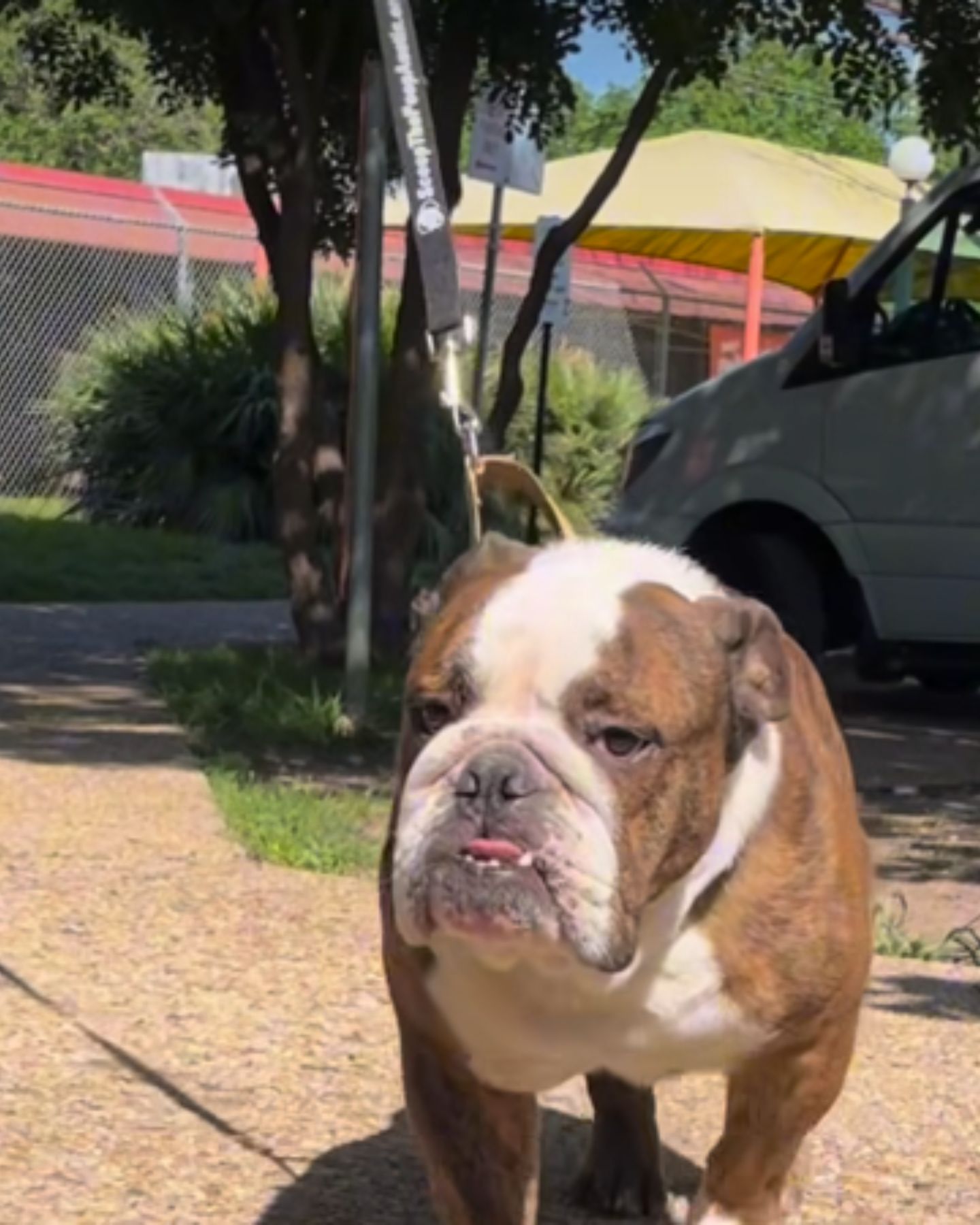 dog walking alone