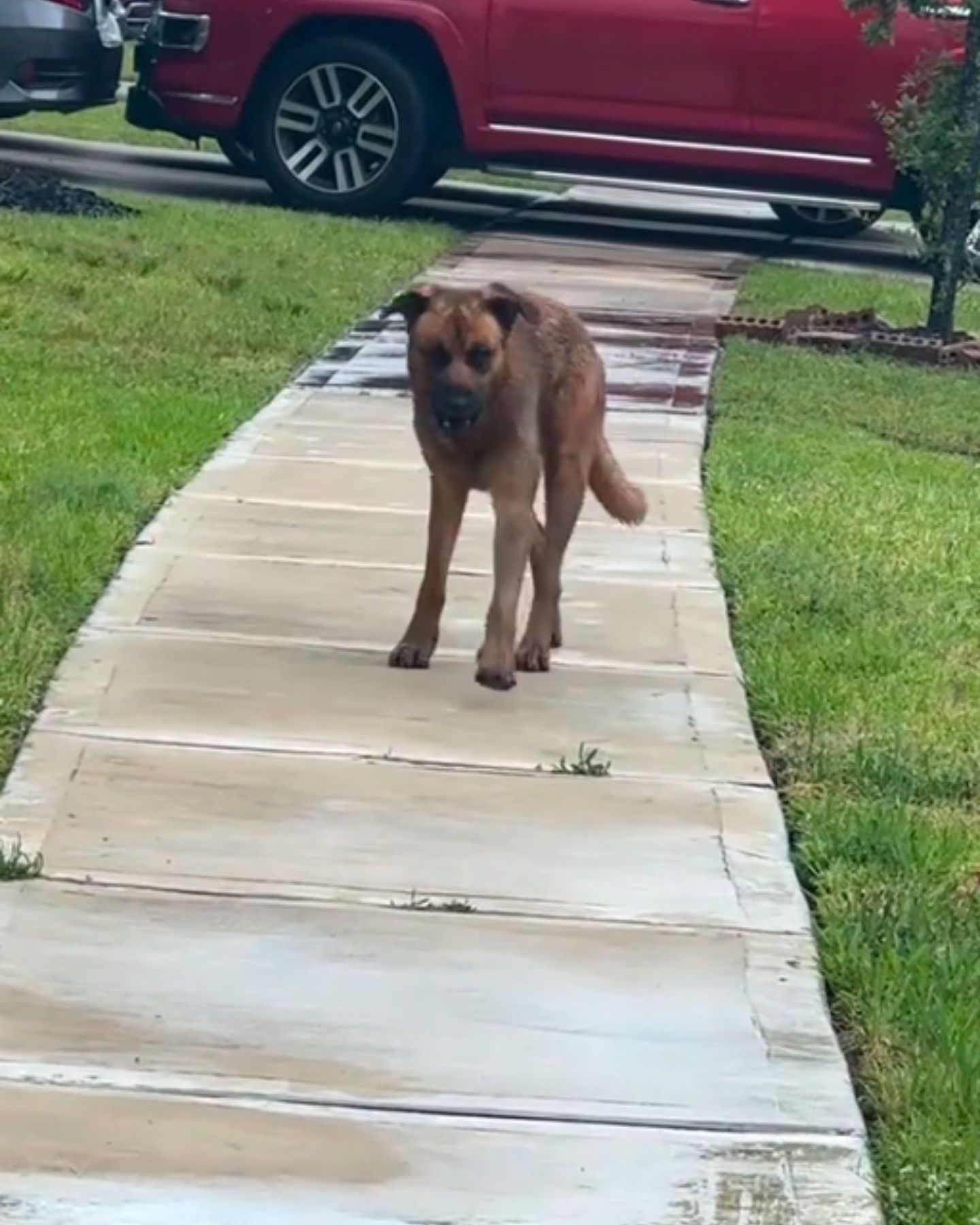 dog wandering