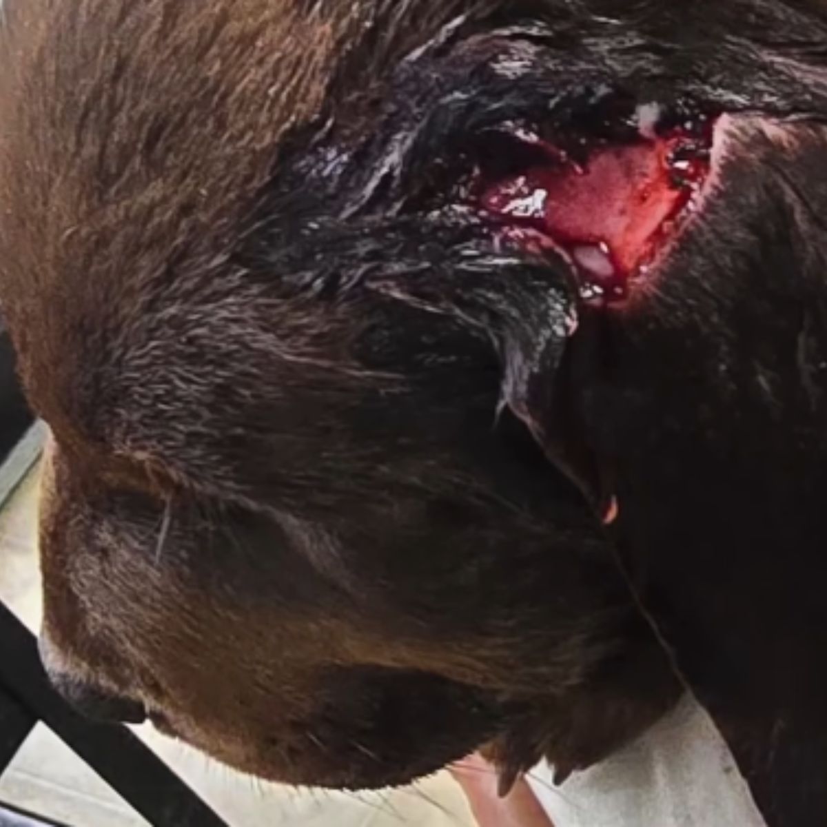 dog with big wound