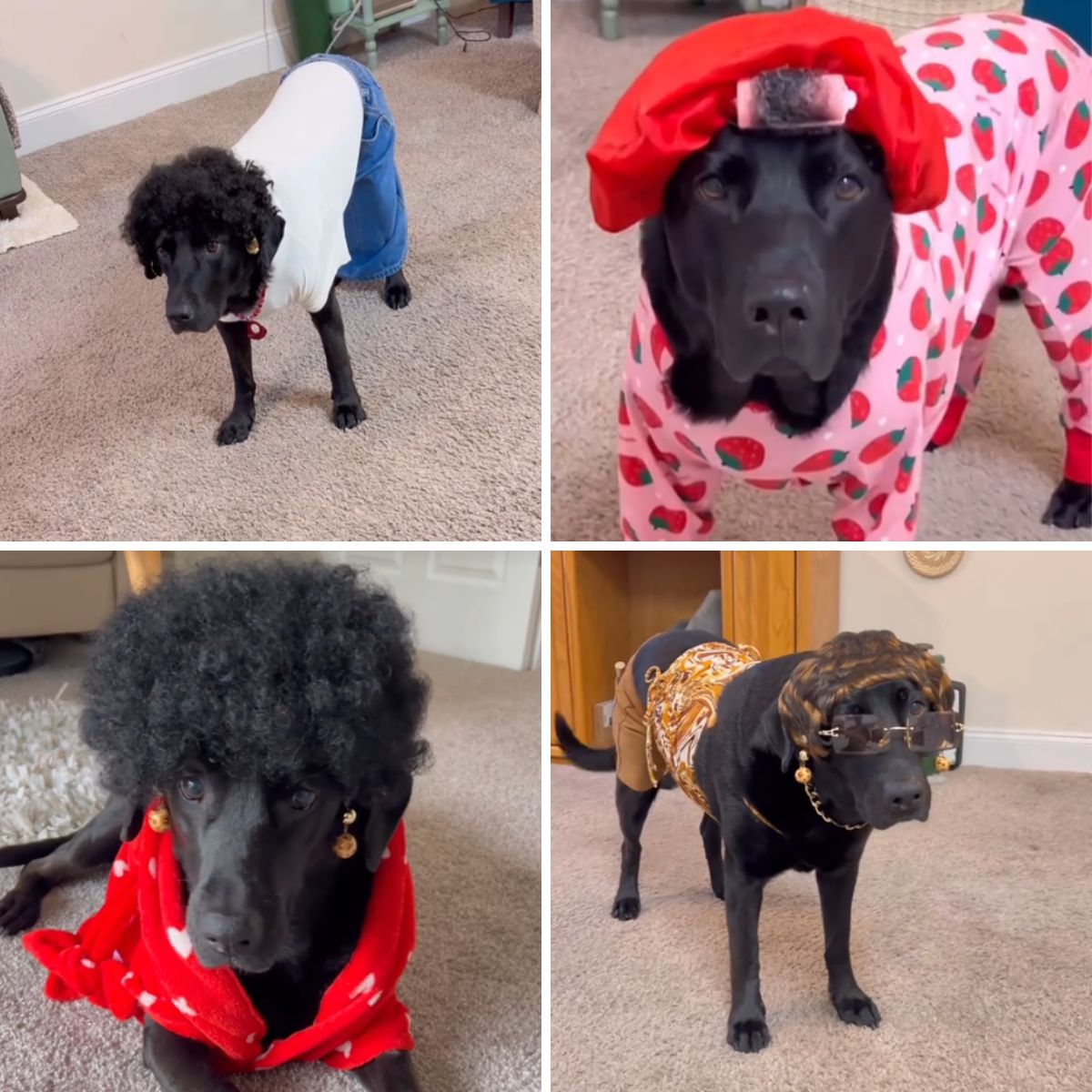 dog with many clothes on