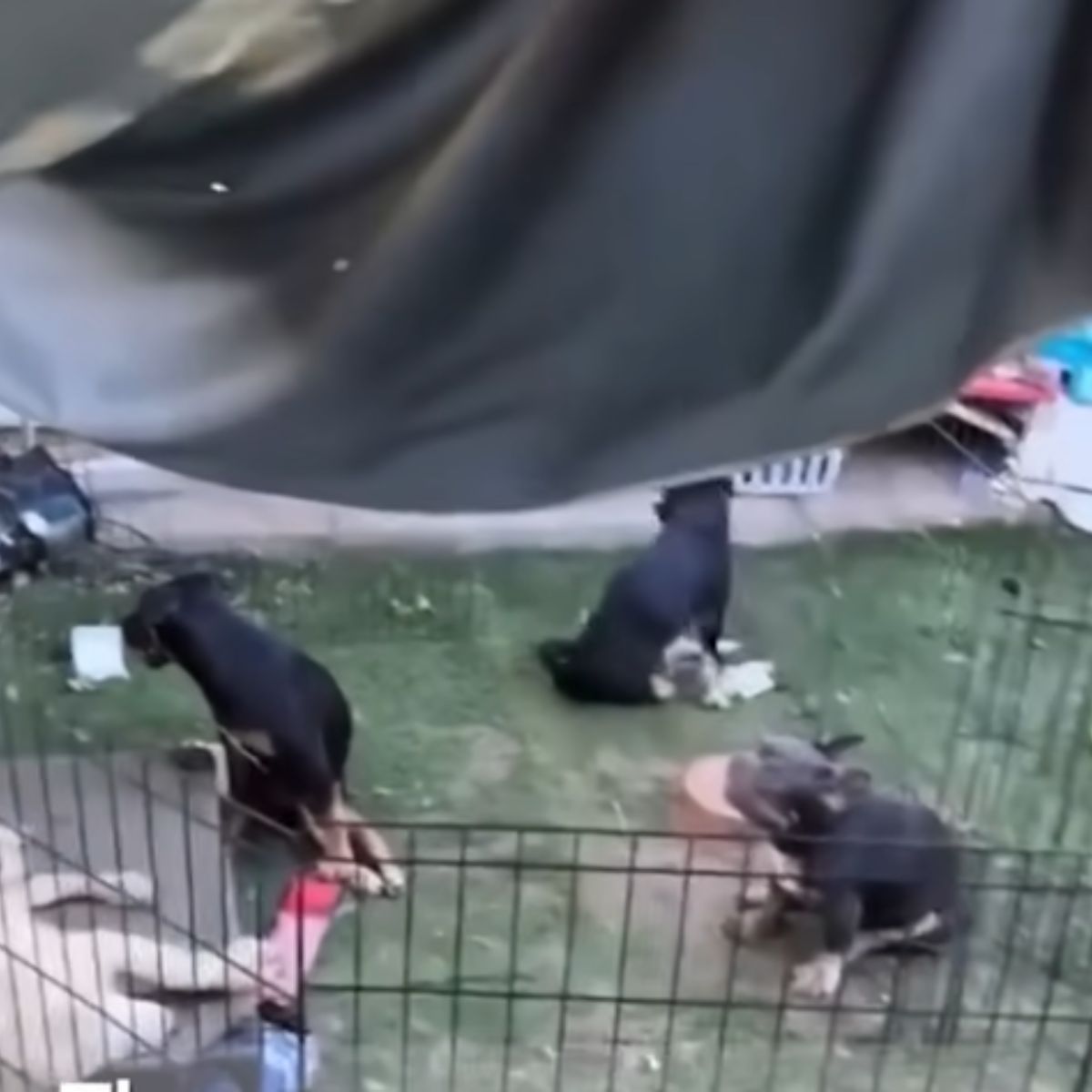 dogs in garden
