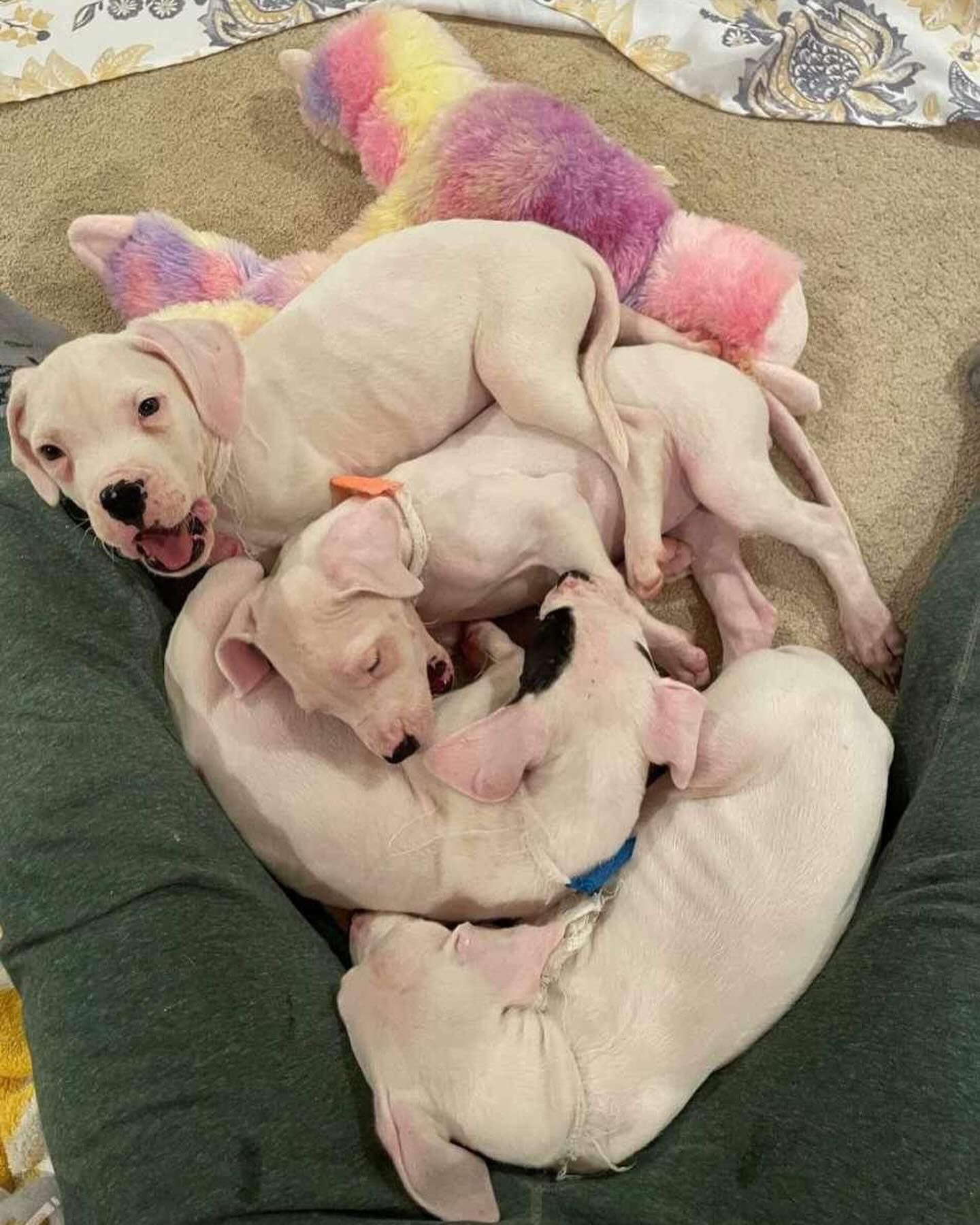 four white puppies laying down