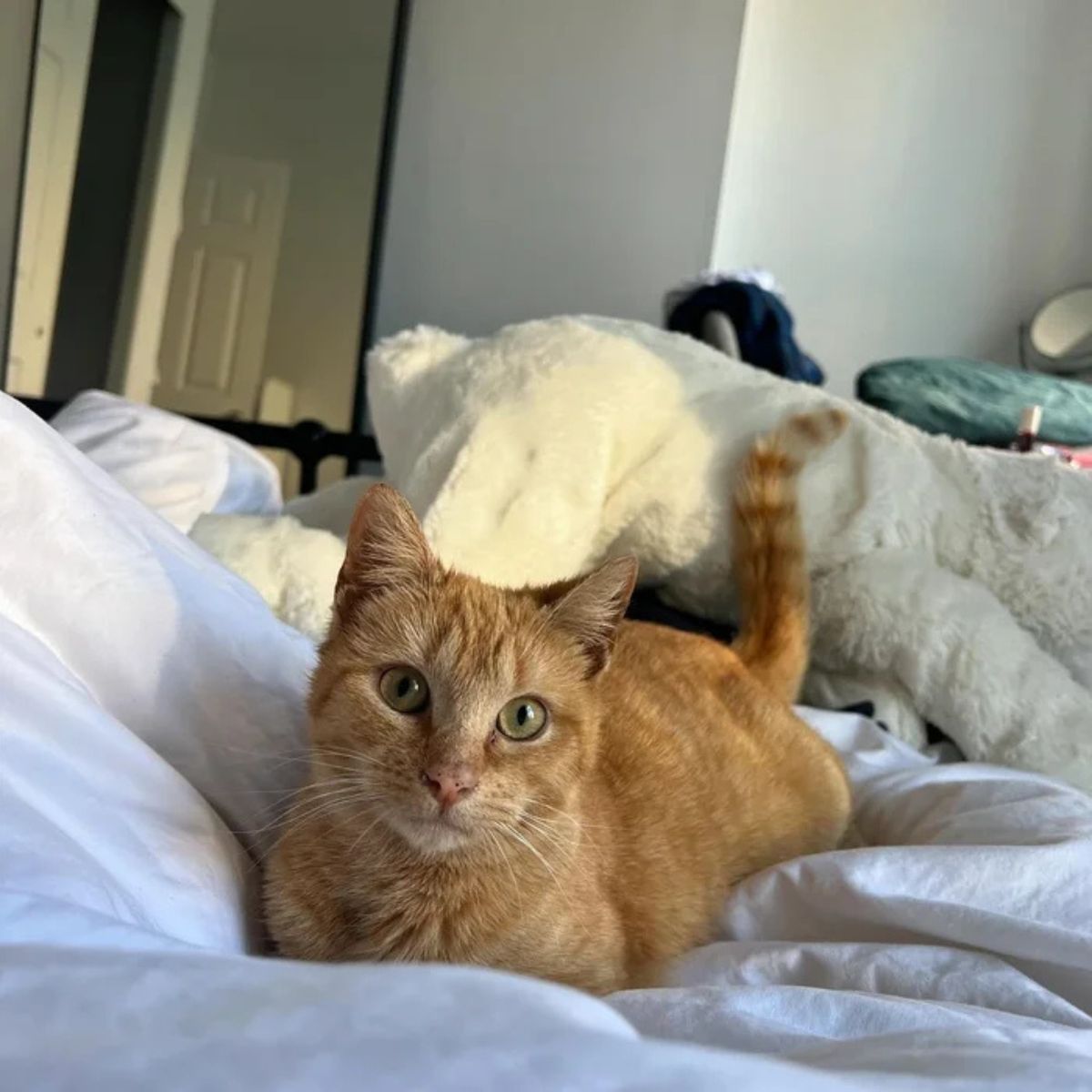 ginger cat in bed