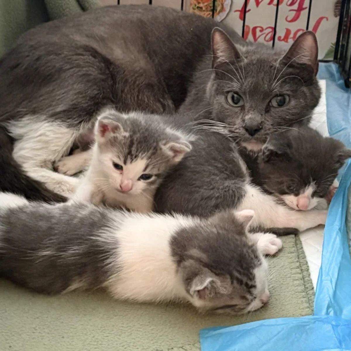 gray cat and kittens
