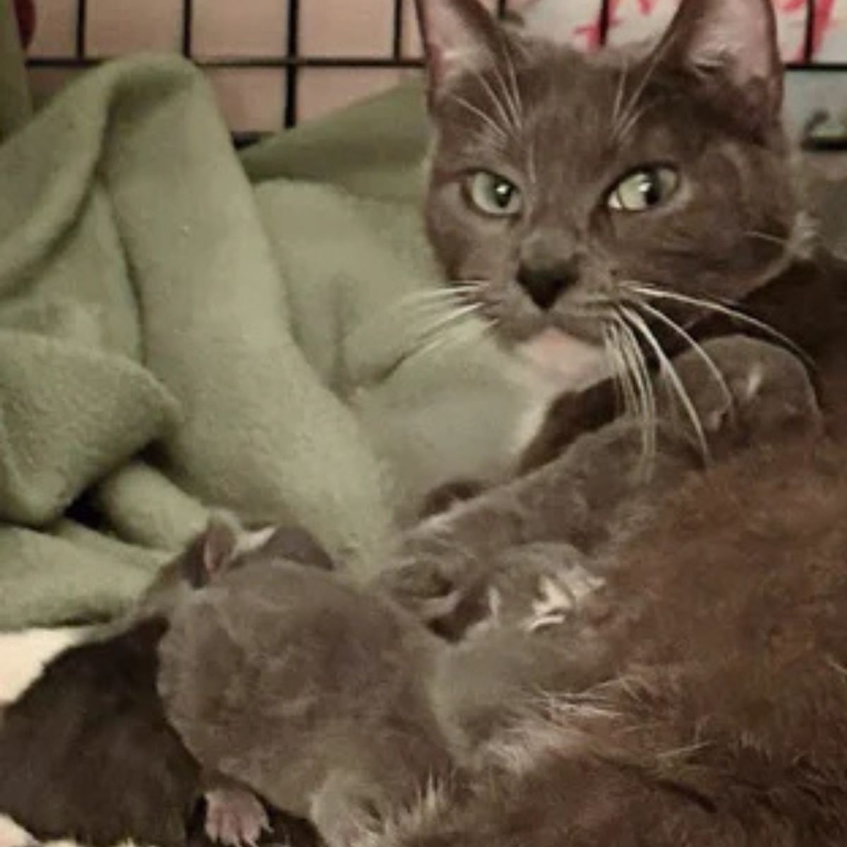 gray mother cat