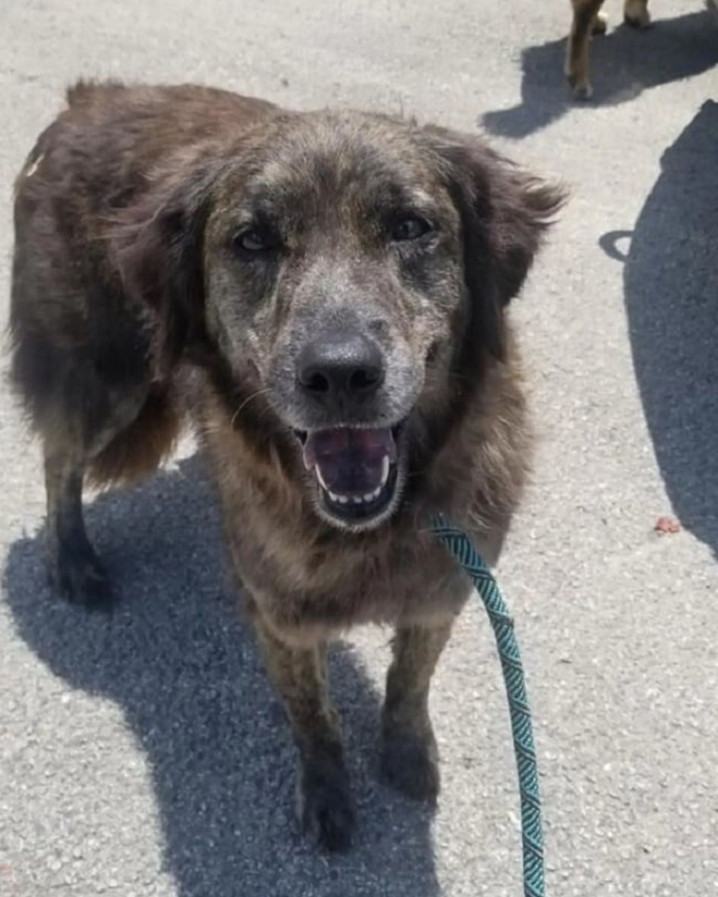 happy black dog on leash