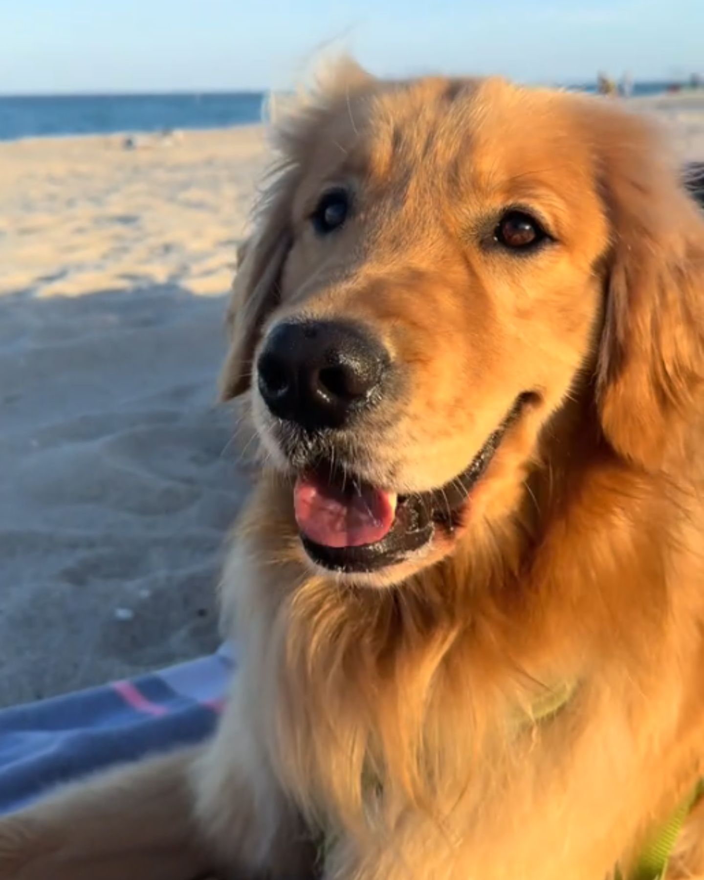 happy dog on beach