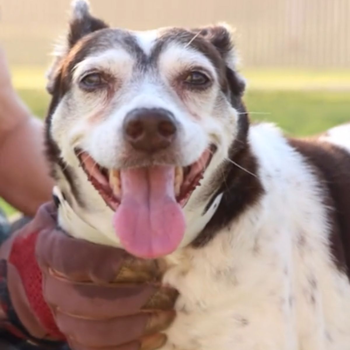happy dog