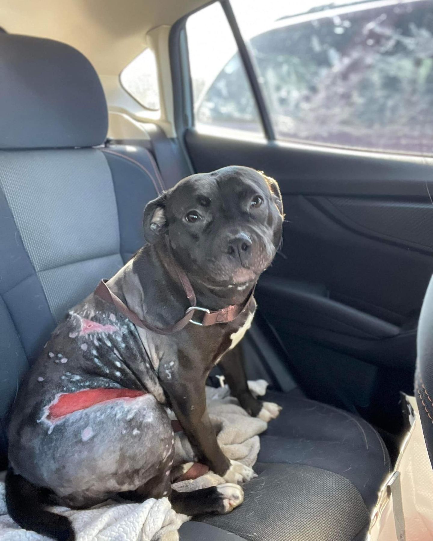 injured black dog in car