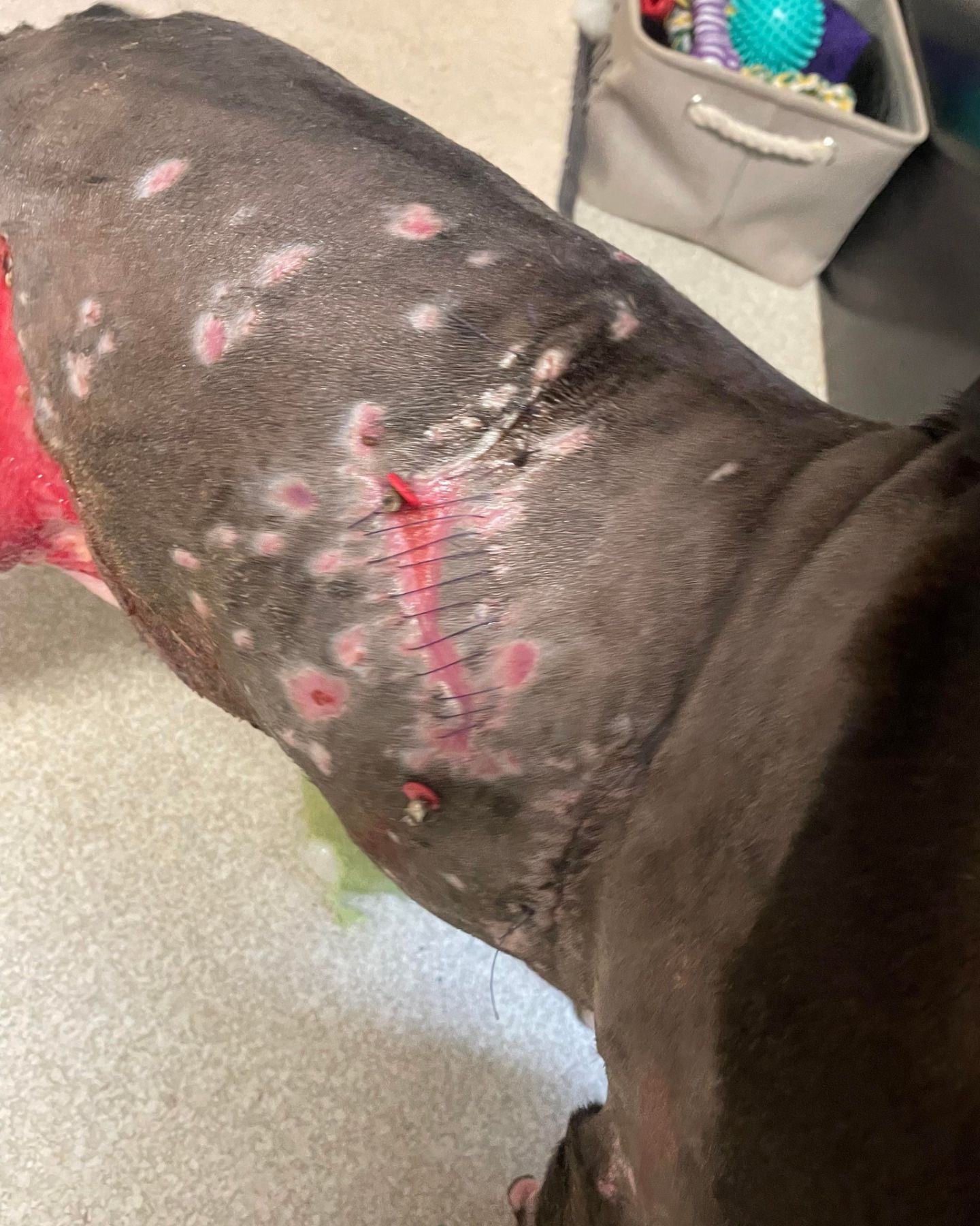 injured black dog