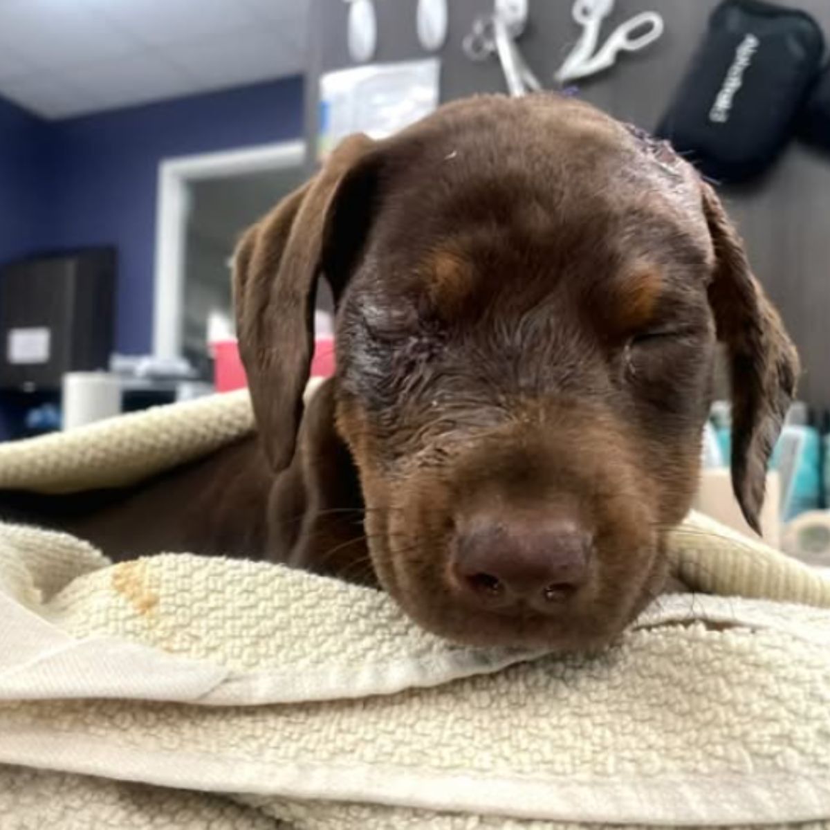 injured brown dog at vets